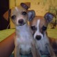 KOKETA & CHETOS =)